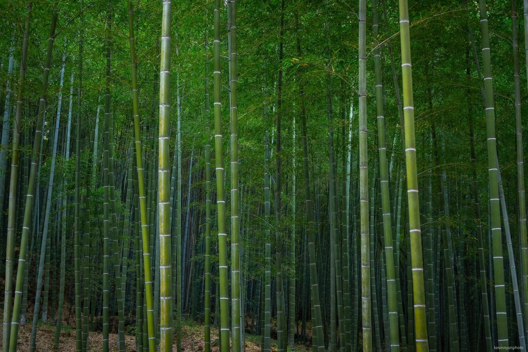 A-LN_Kevin-Nyun_Arashiyama-2.jpg