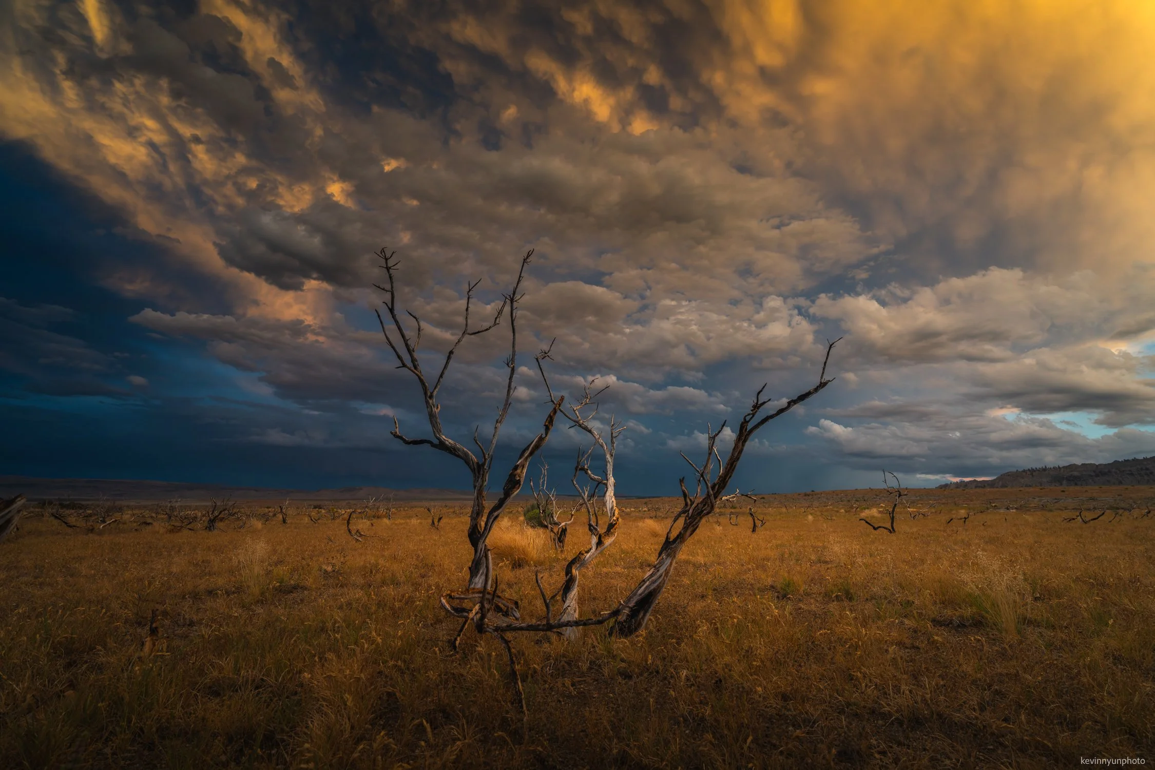 A-LN_Kevin-Nyun_Dead-Tree-1.jpg