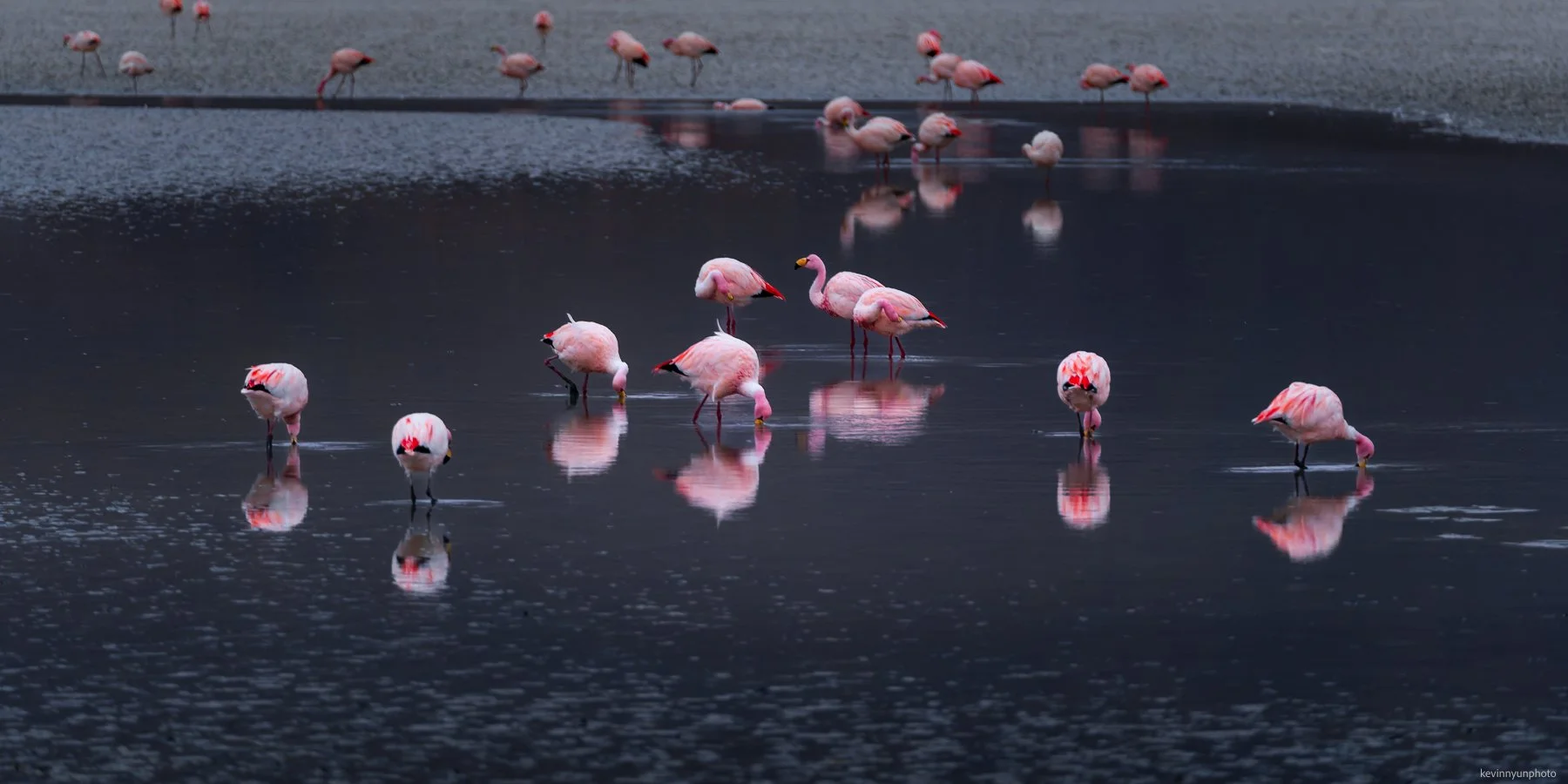 A-LN_Kevin-Nyun_Flamingo-10.jpg