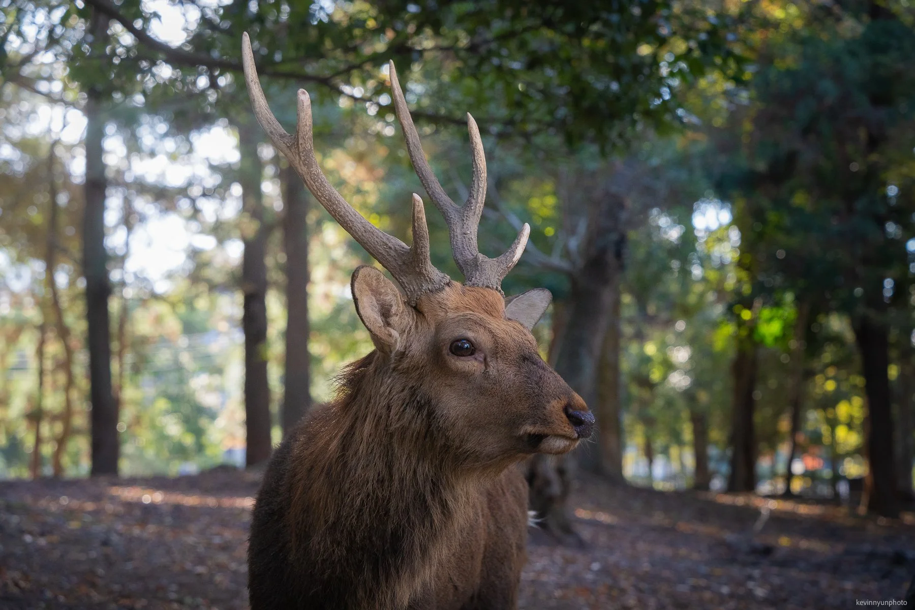 A-LN_Kevin-Nyun_Deer-2.jpg