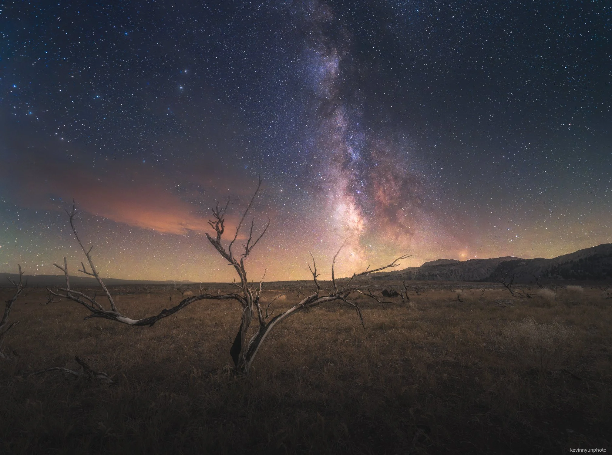 A-LN_Kevin-Nyun_Dead-Tree-Astro-1.jpg