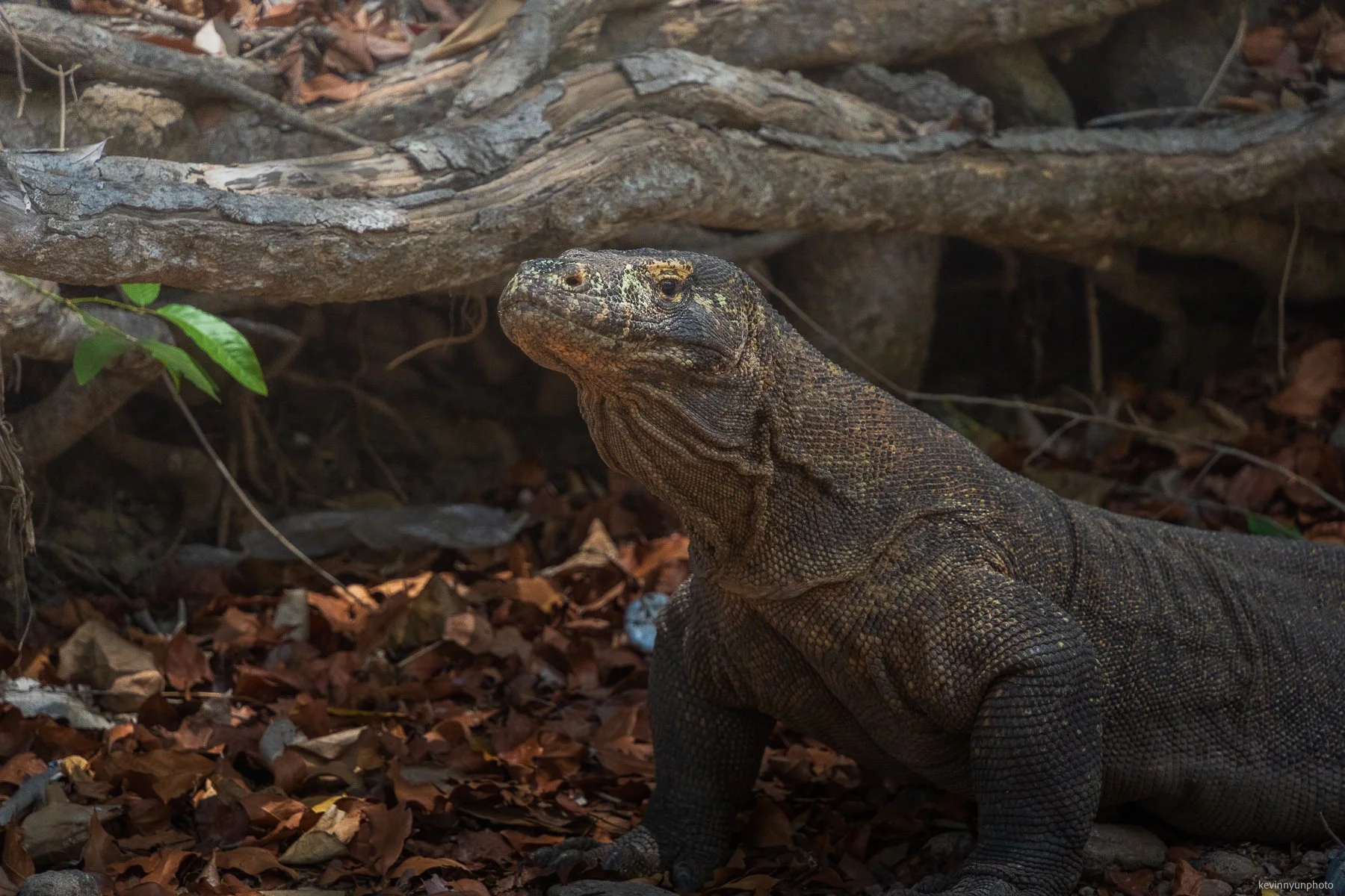 A-LN_Kevin-Nyun_Komodo-Dragons-4.jpg