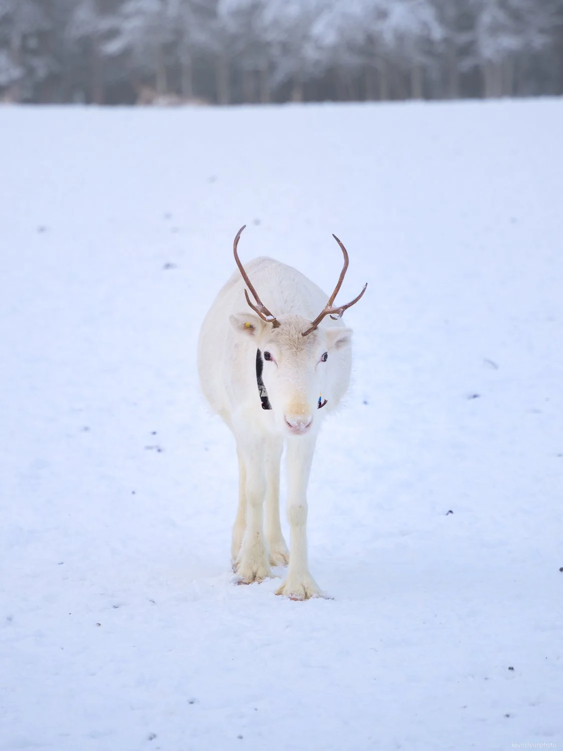 A-LN_Kevin-Nyun_Reindeer-farm-1.jpg