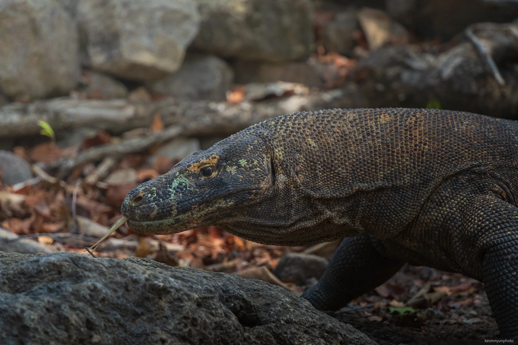 A-LN_Kevin-Nyun_Komodo-Dragons-3.jpg