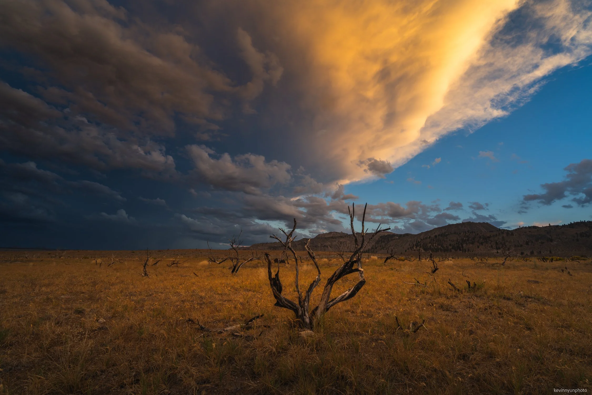 A-LN_Kevin-Nyun_Dead-Tree-2.jpg