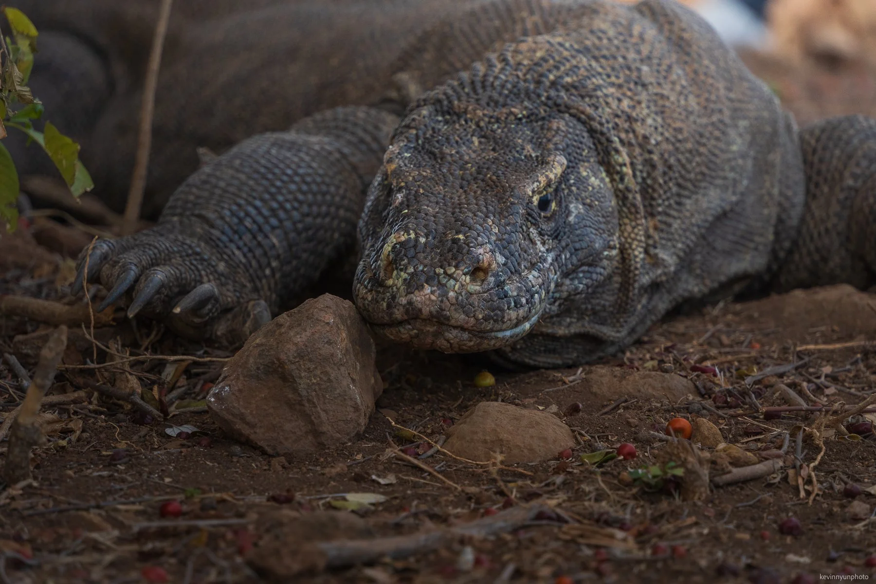 A-LN_Kevin-Nyun_Komodo-Dragon-9.jpg