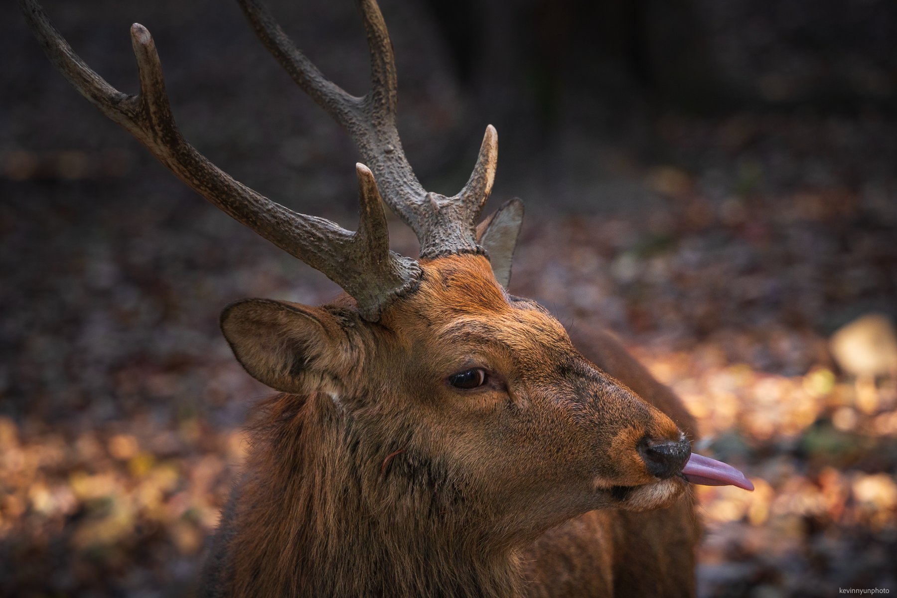 A-LN_Kevin-Nyun_Deer-Battle-4.jpg