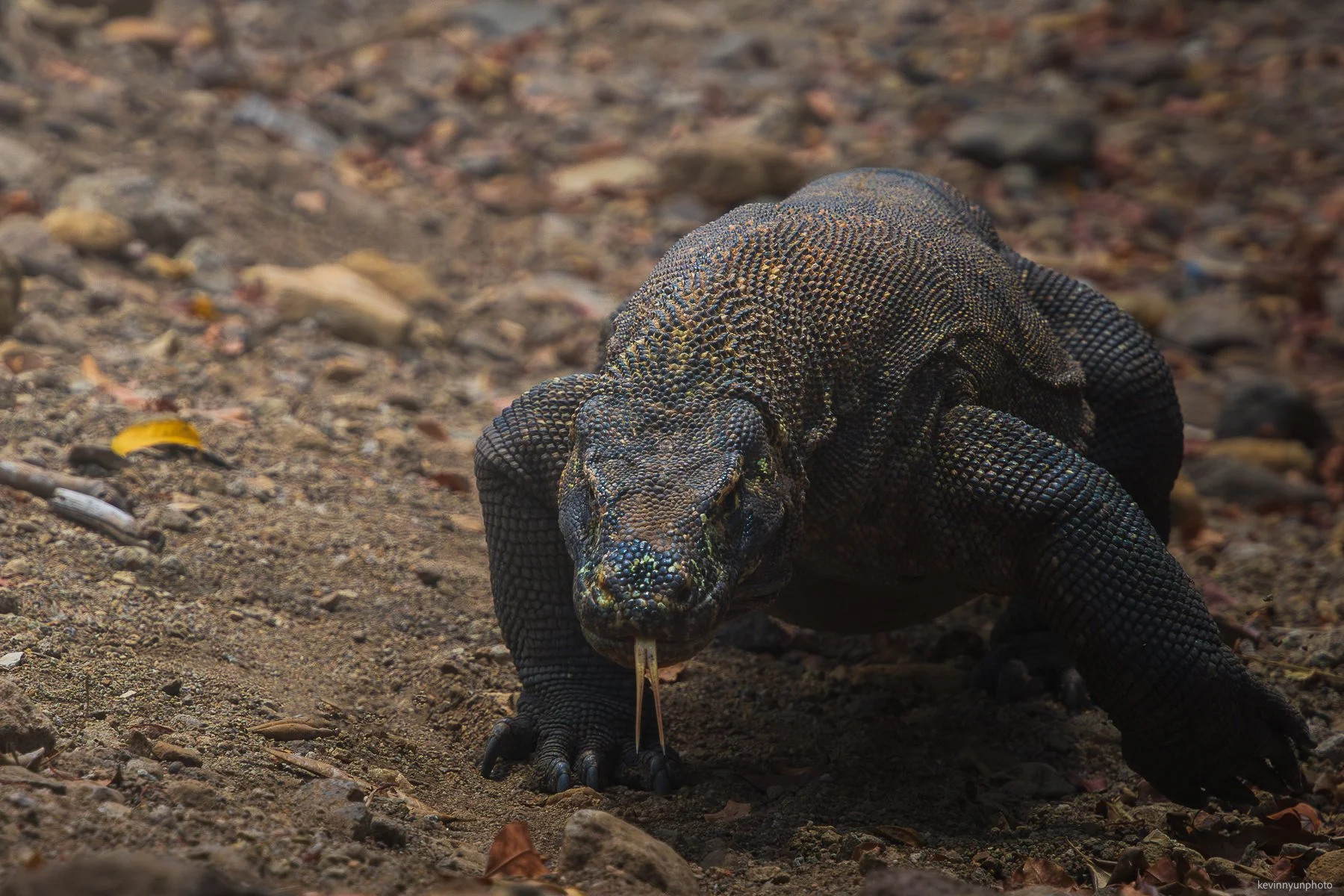 A-LN_Kevin-Nyun_Komodo-Dragons-1.jpg