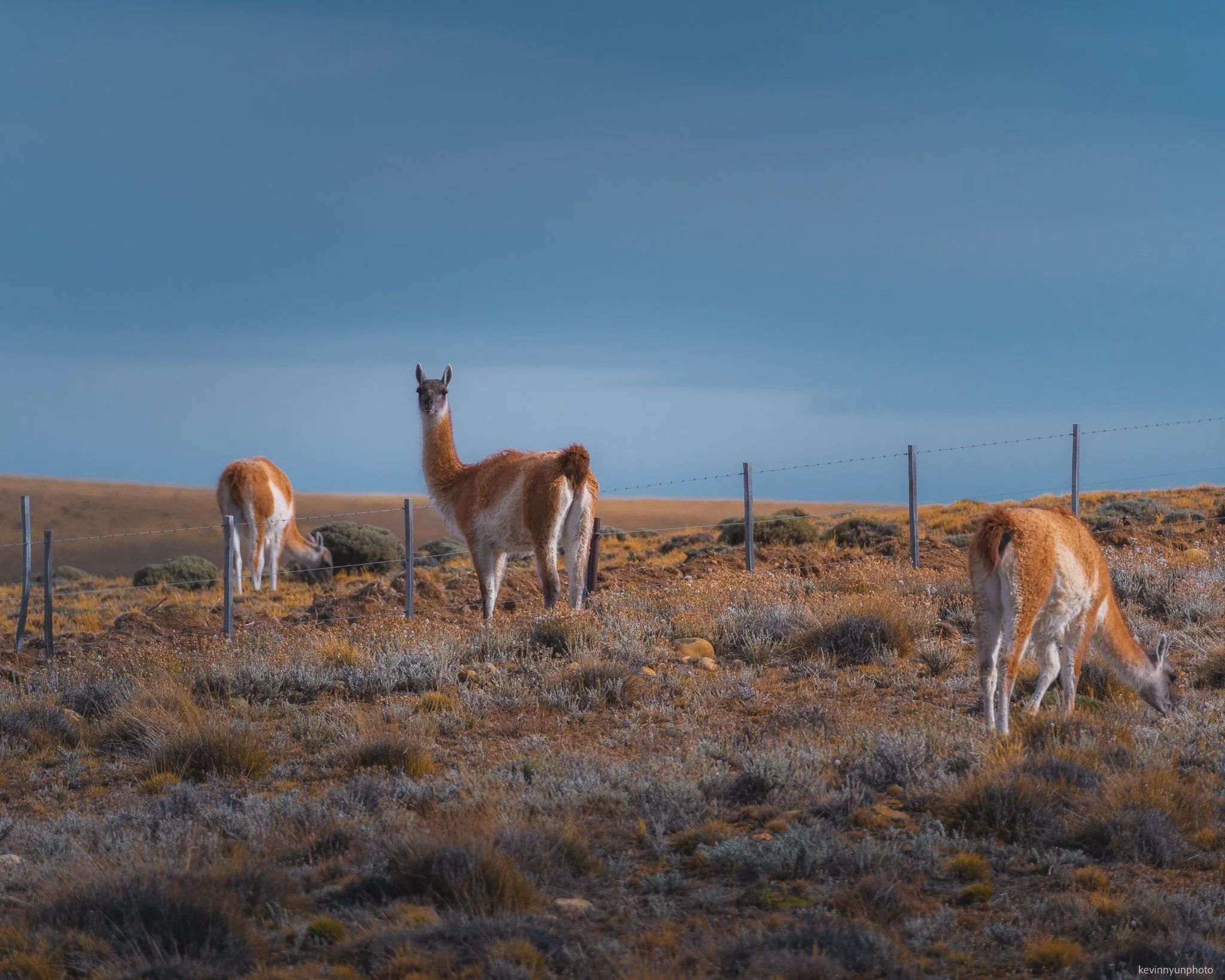 Patagonia Guanacos-2.jpg