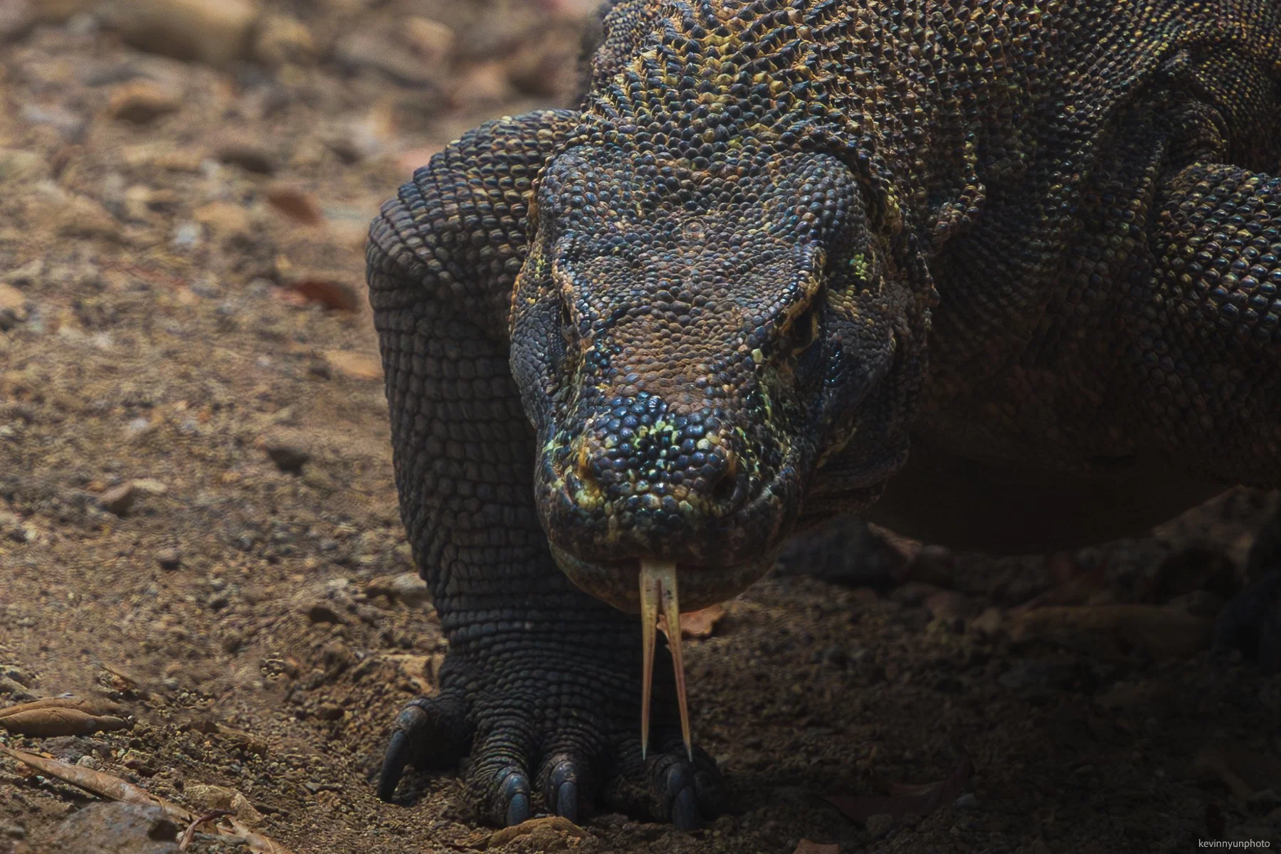A-LN_Kevin-Nyun_Komodo-Dragons-2.jpg