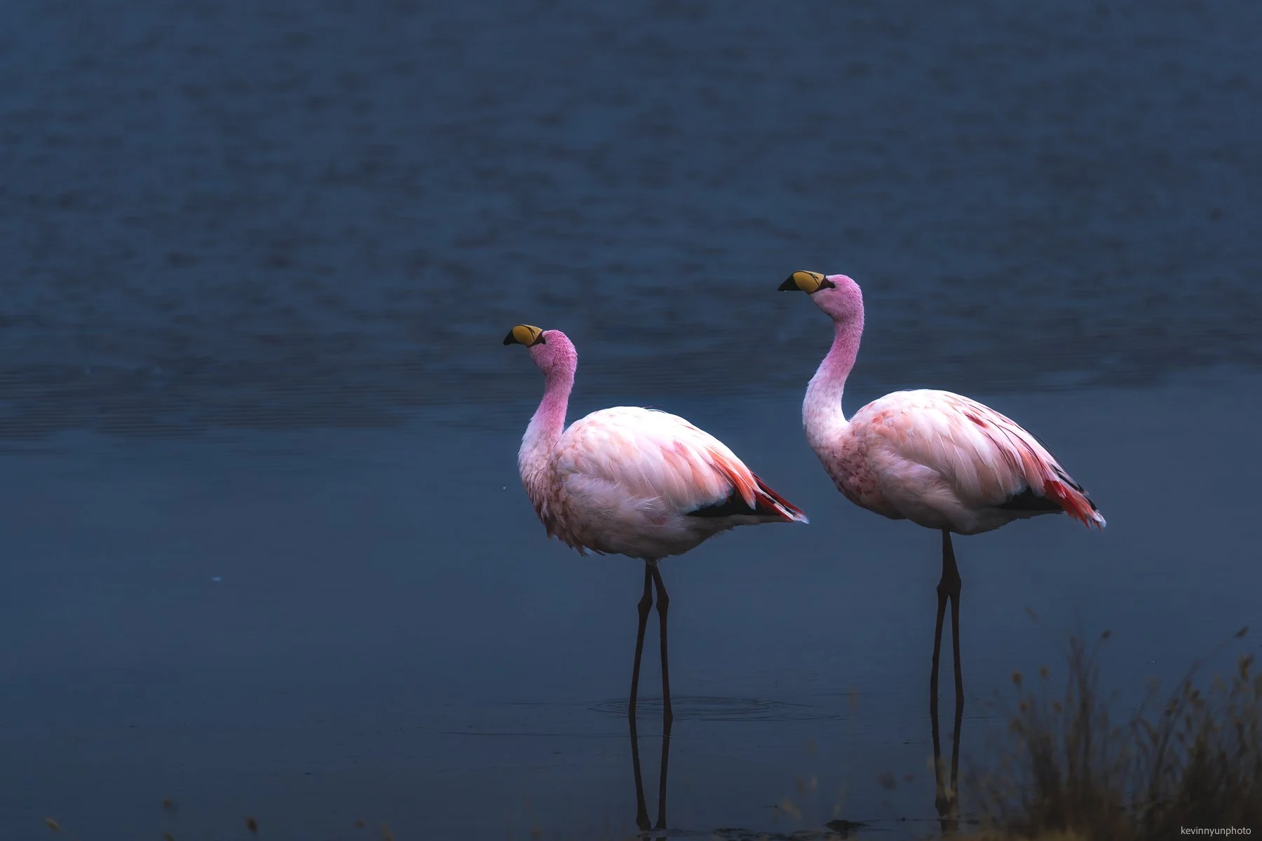 A-LN_Kevin-Nyun_Flamingo-5.jpg