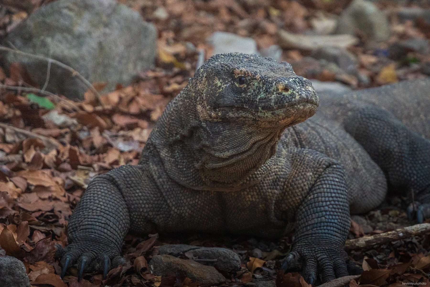 A-LN_Kevin-Nyun_Komodo-Dragons-6.jpg