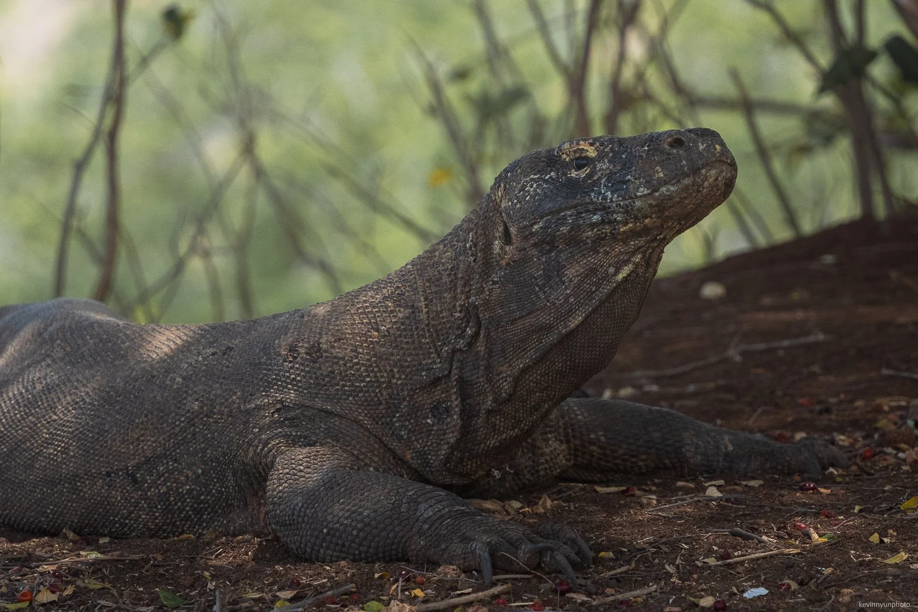 A-LN_Kevin-Nyun_Komodo-Dragon-7.jpg