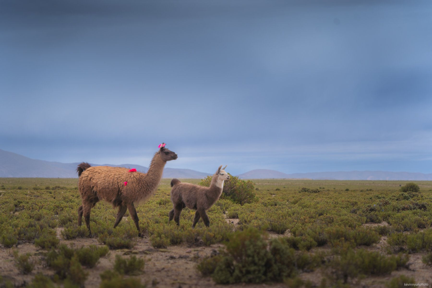 A-LN_Kevin-Nyun_llamas-7.jpg