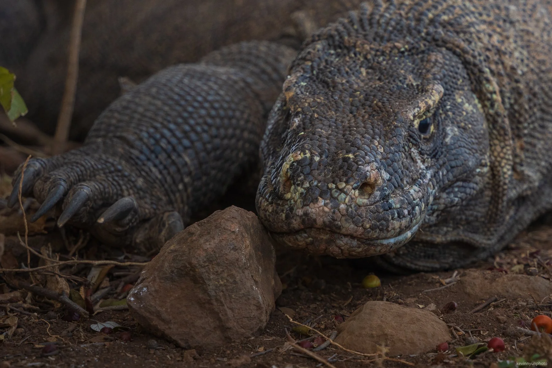A-LN_Kevin-Nyun_Komodo-Dragon-10.jpg