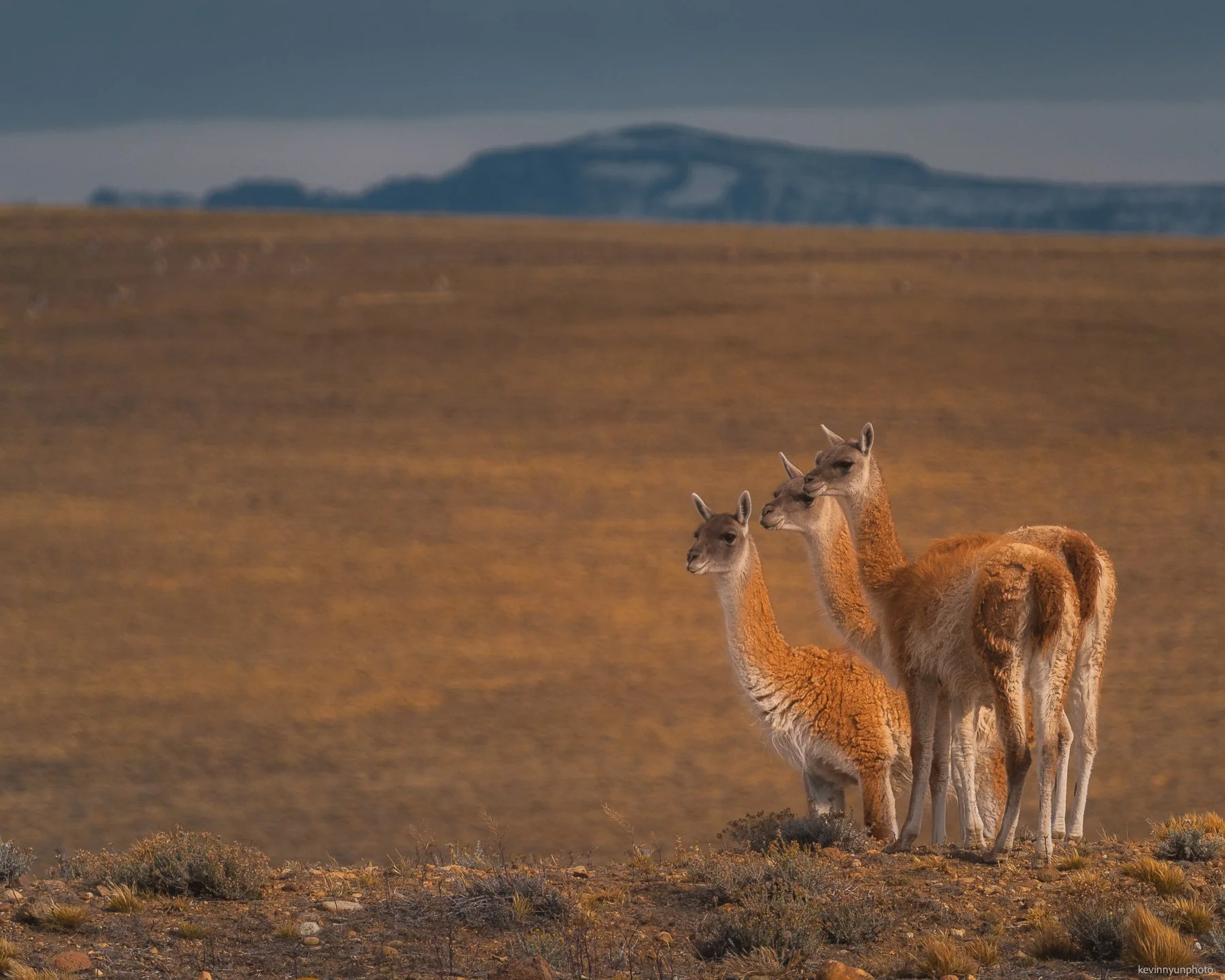 Patagonia Guanacos-4.jpg