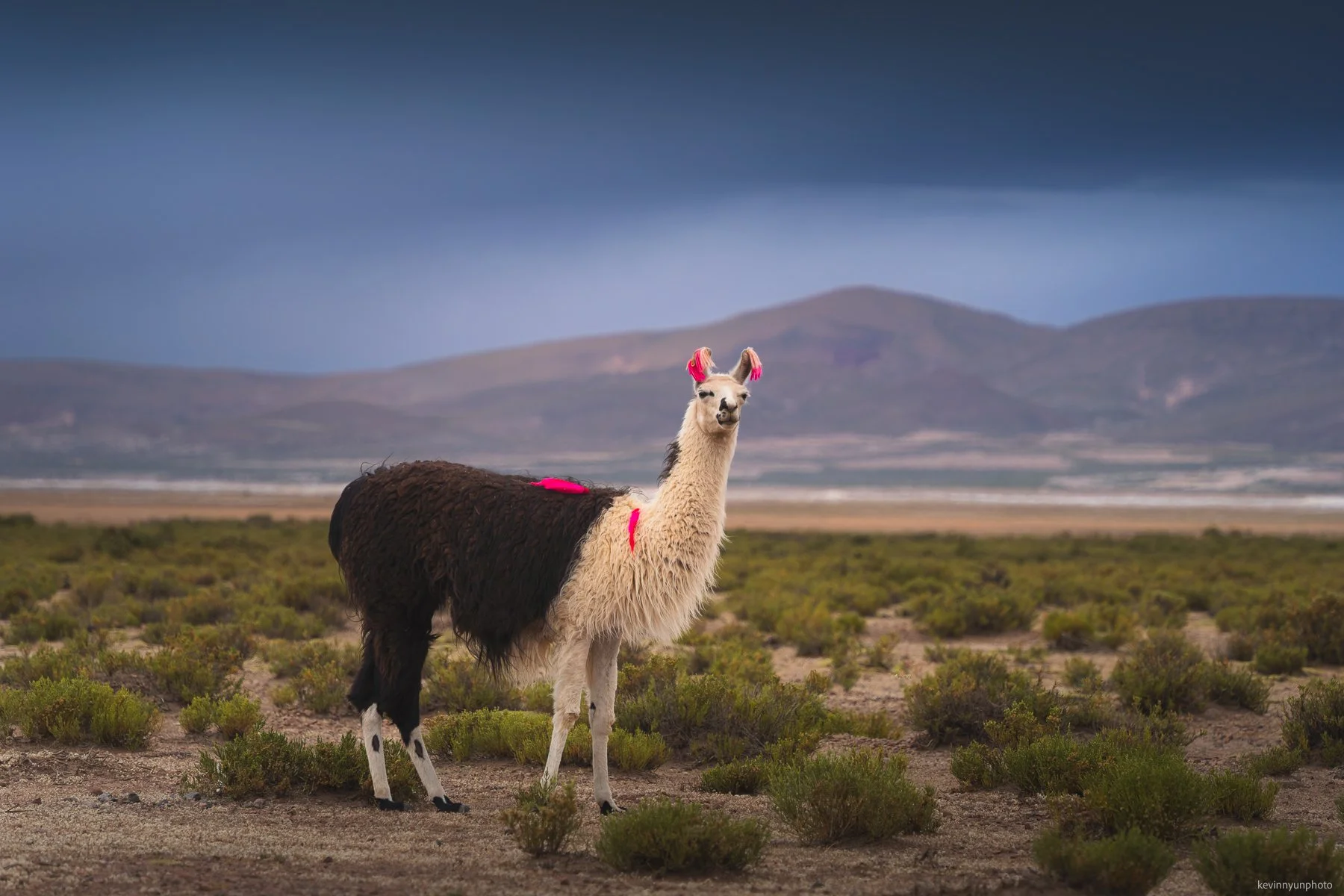 A-LN_Kevin-Nyun_llamas-5.jpg