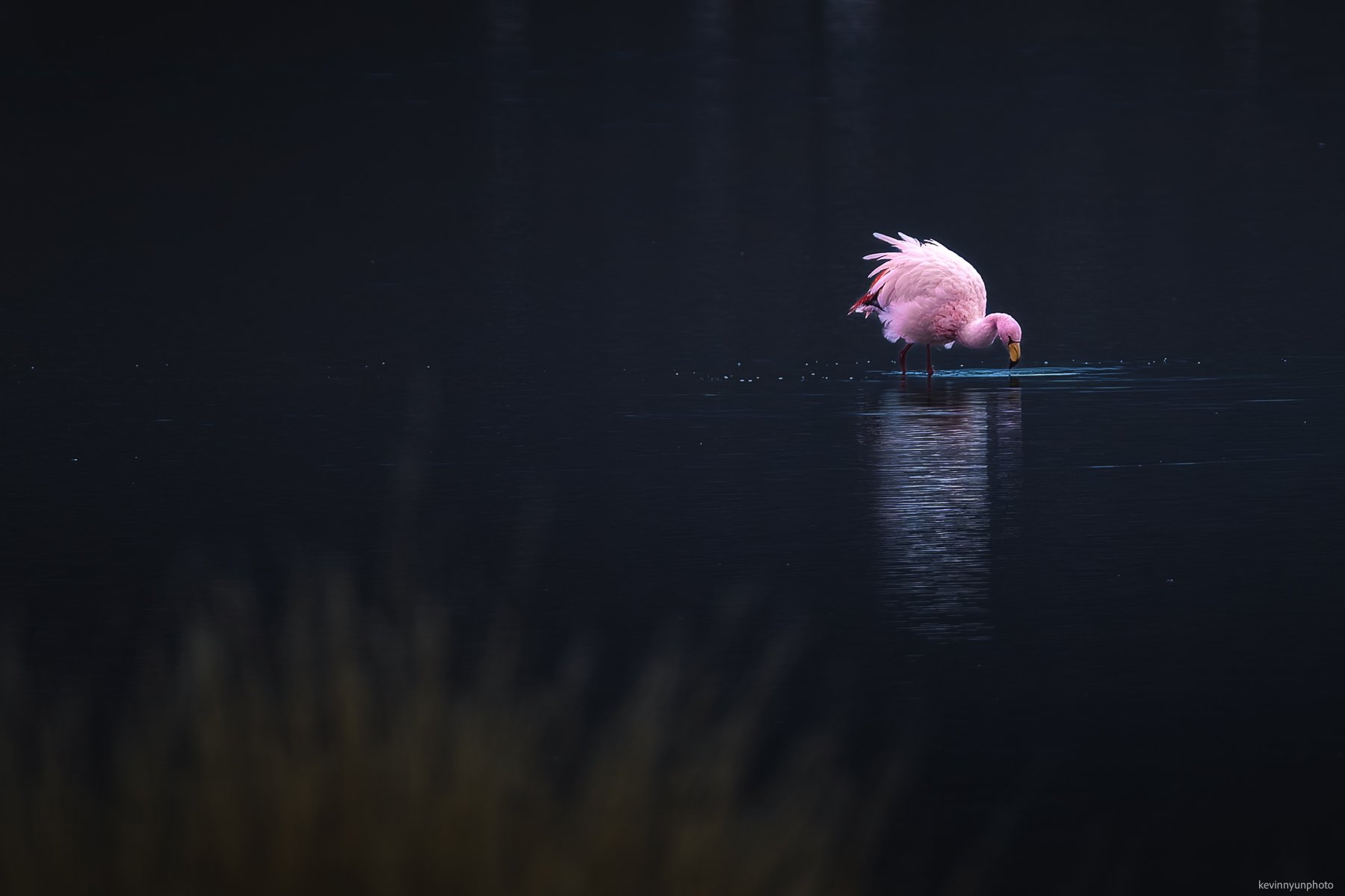 A-LN_Kevin-Nyun_Flamingo-2.jpg