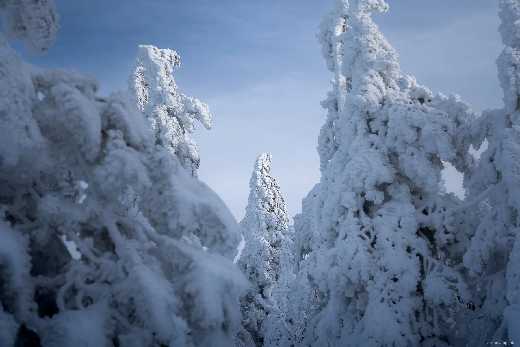 A-LN_Kevin-Nyun_Frozen-Trees-6.JPG