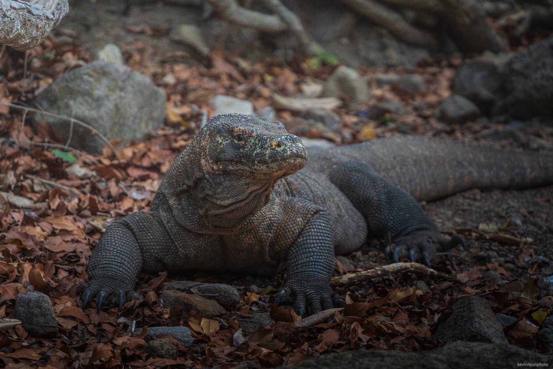 A-LN_Kevin-Nyun_Komodo-Dragons-5.jpg