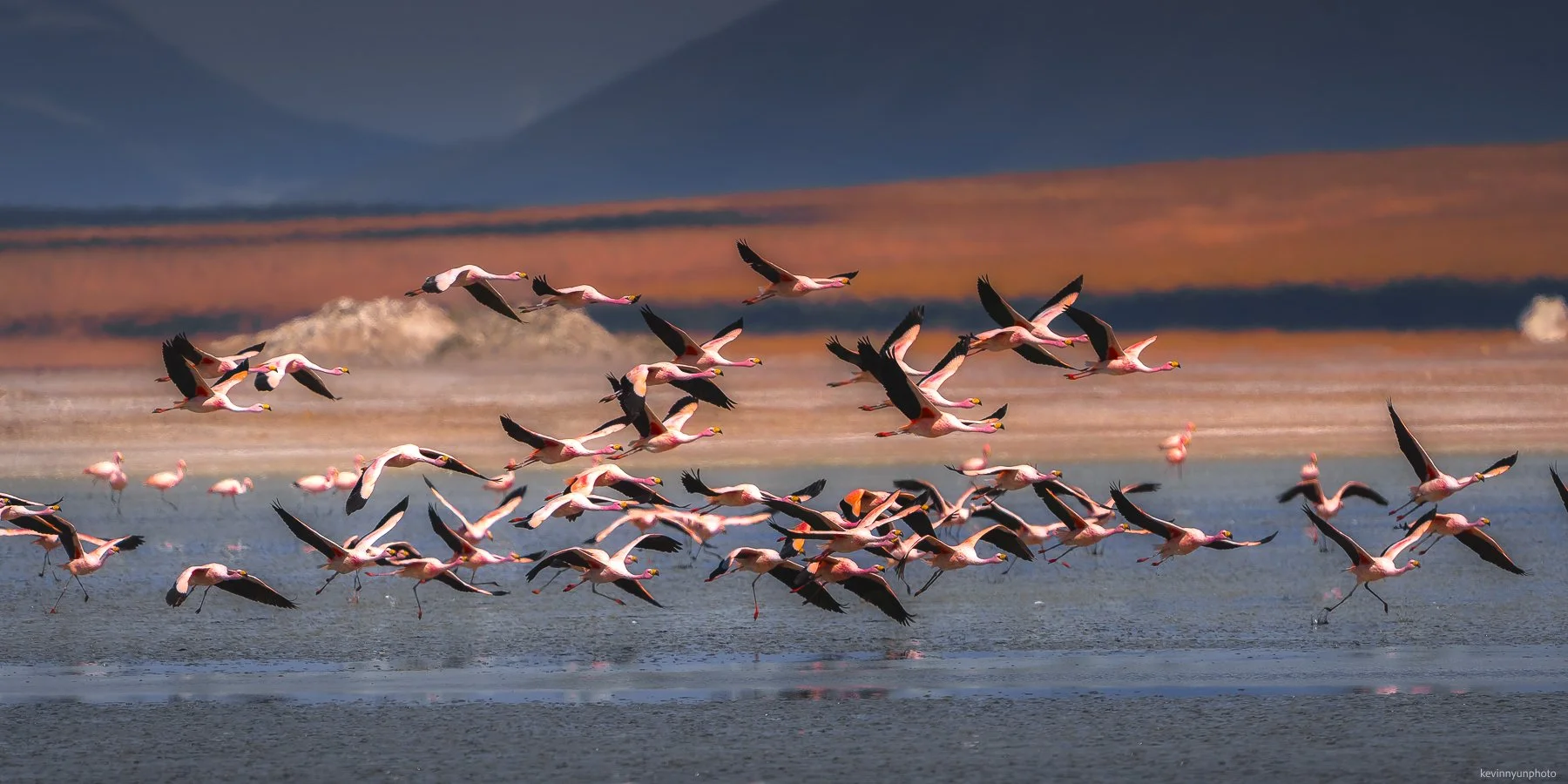 A-LN_Kevin-Nyun_Flamingo-7.jpg