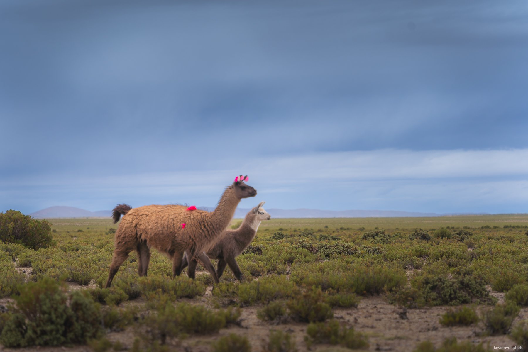 A-LN_Kevin-Nyun_llamas-8.jpg