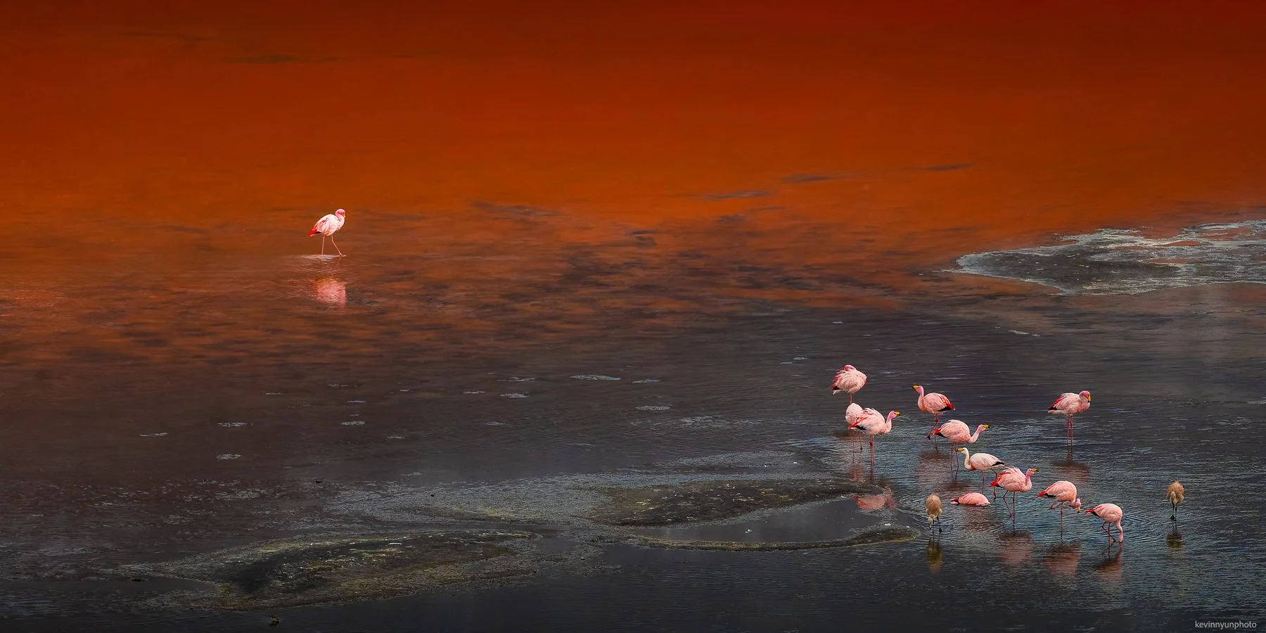A-LN_Kevin-Nyun_Flamingo-9.jpg