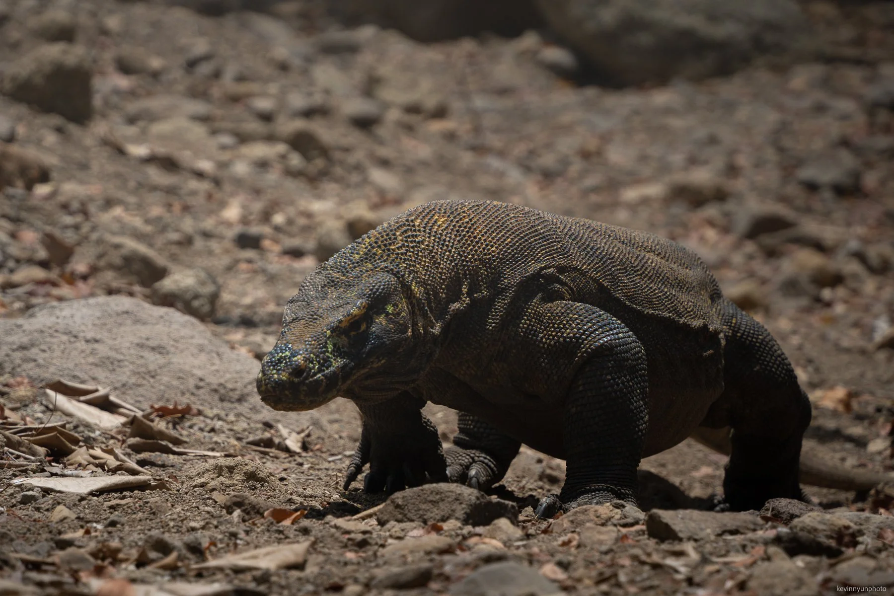A-LN_Kevin-Nyun_Komodo-Dragon-11.jpg