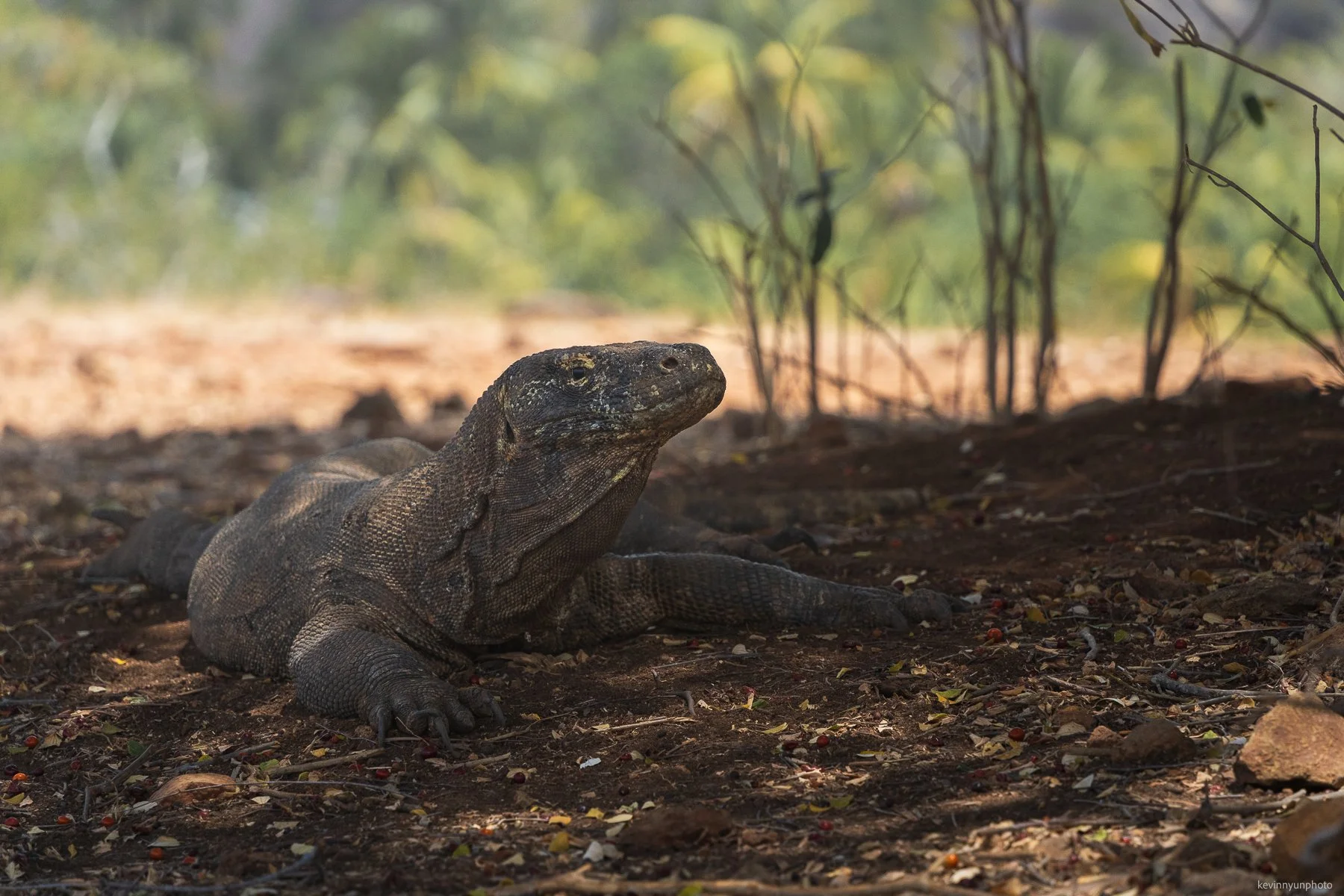 A-LN_Kevin-Nyun_Komodo-Dragon-8.jpg