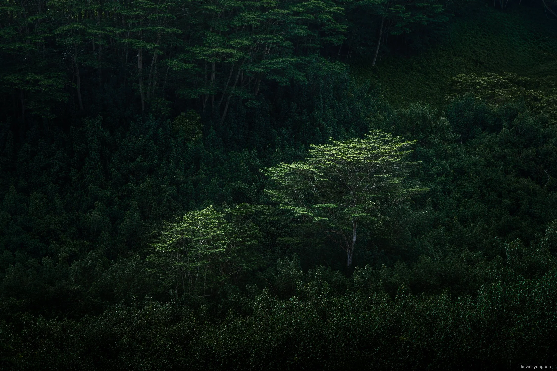 A-LN_Kevin-Nyun_Kuilau-Trail-2.jpg