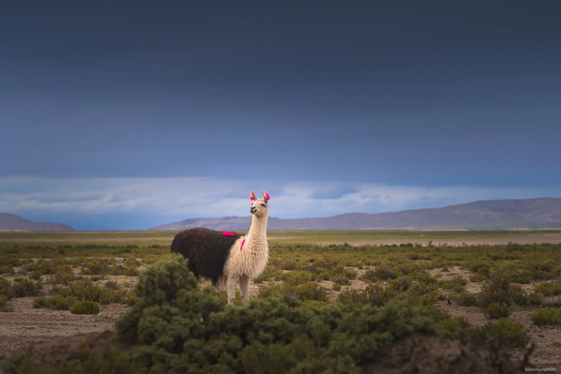 A-LN_Kevin-Nyun_llamas-6.jpg