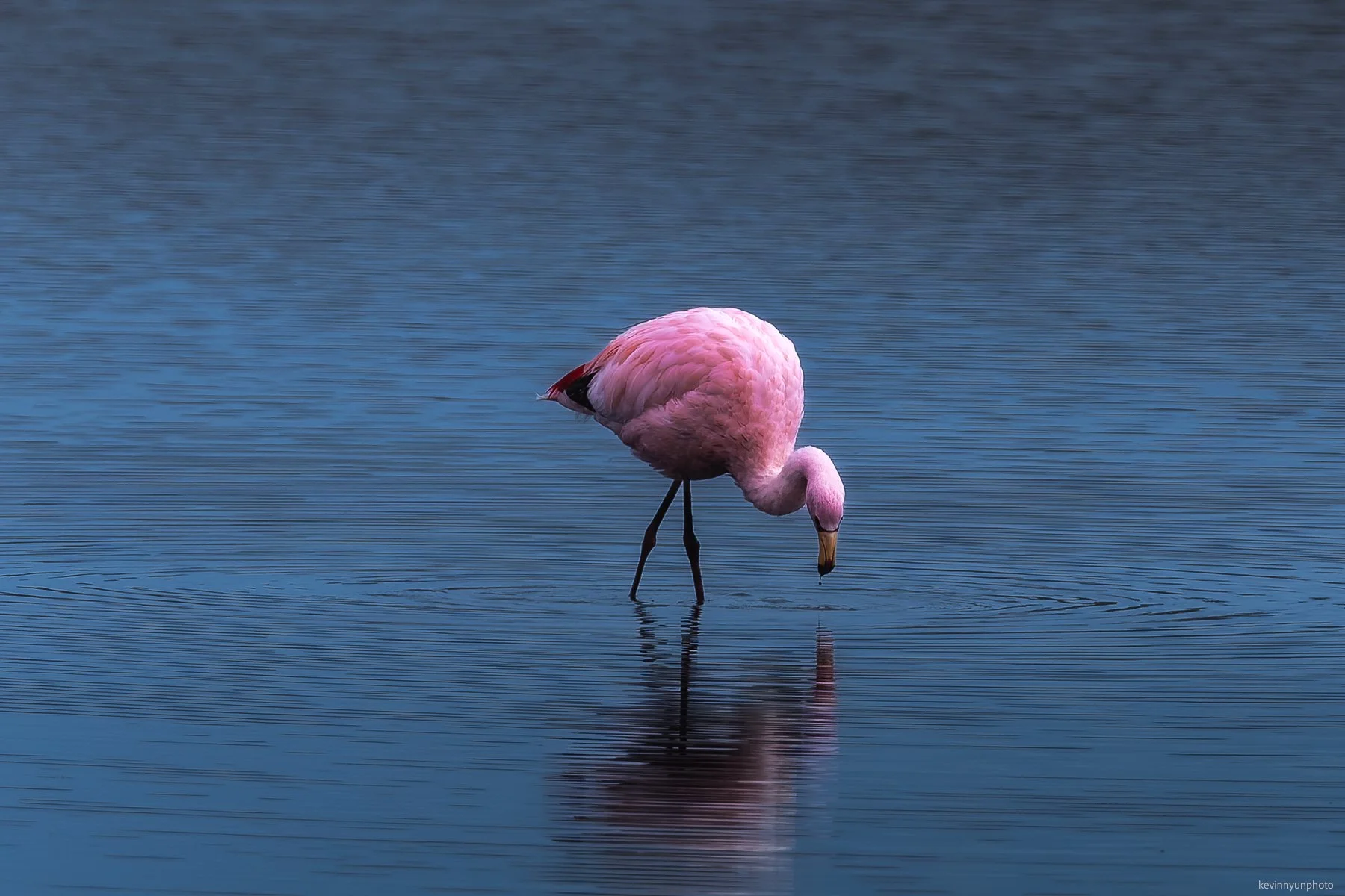 A-LN_Kevin-Nyun_Flamingo-11.jpg