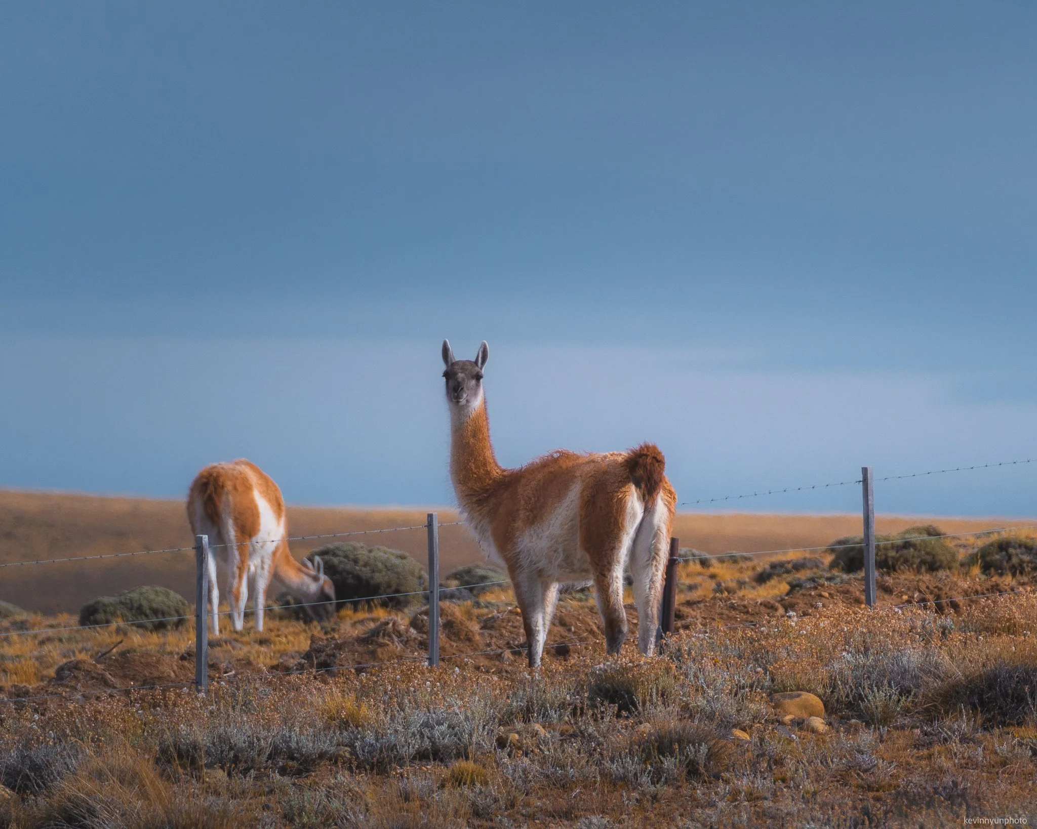 Patagonia Guanacos-1.jpg