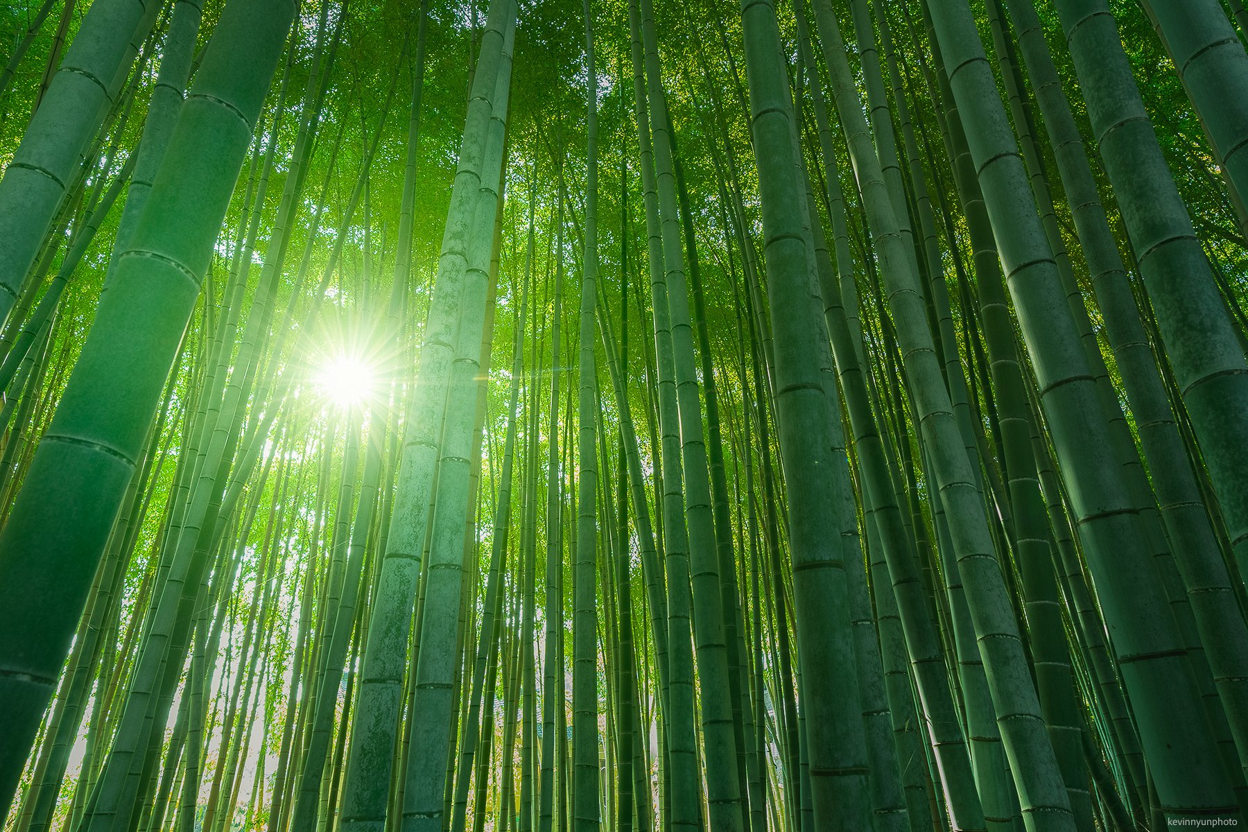 A-LN_Kevin-Nyun_Arashiyama-5.jpg