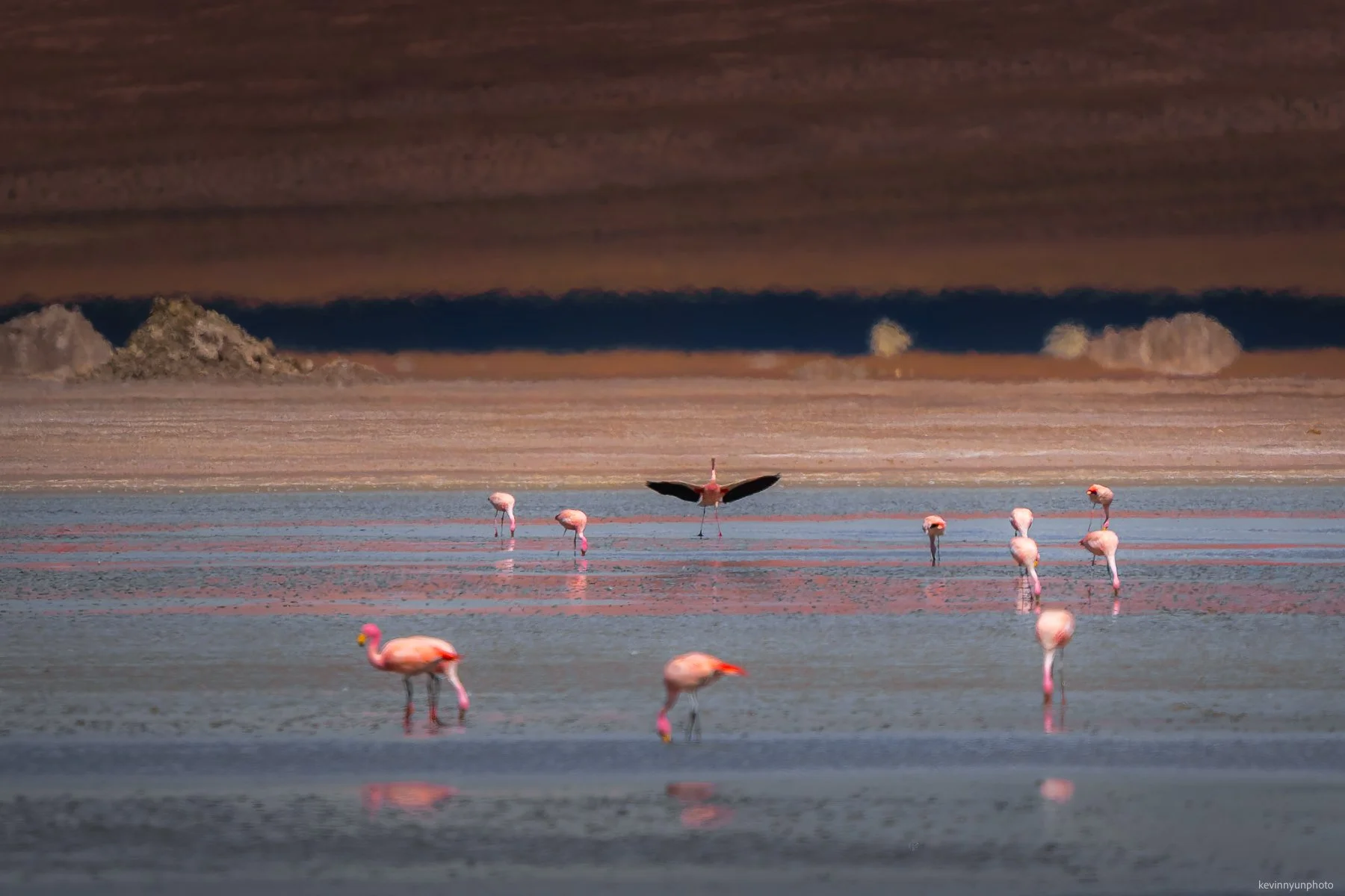 A-LN_Kevin-Nyun_Flamingo-8.jpg