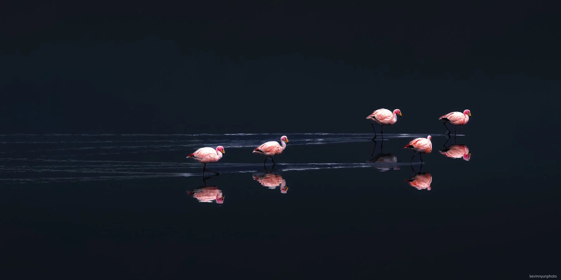 A-LN_Kevin-Nyun_Flamingo-3.jpg