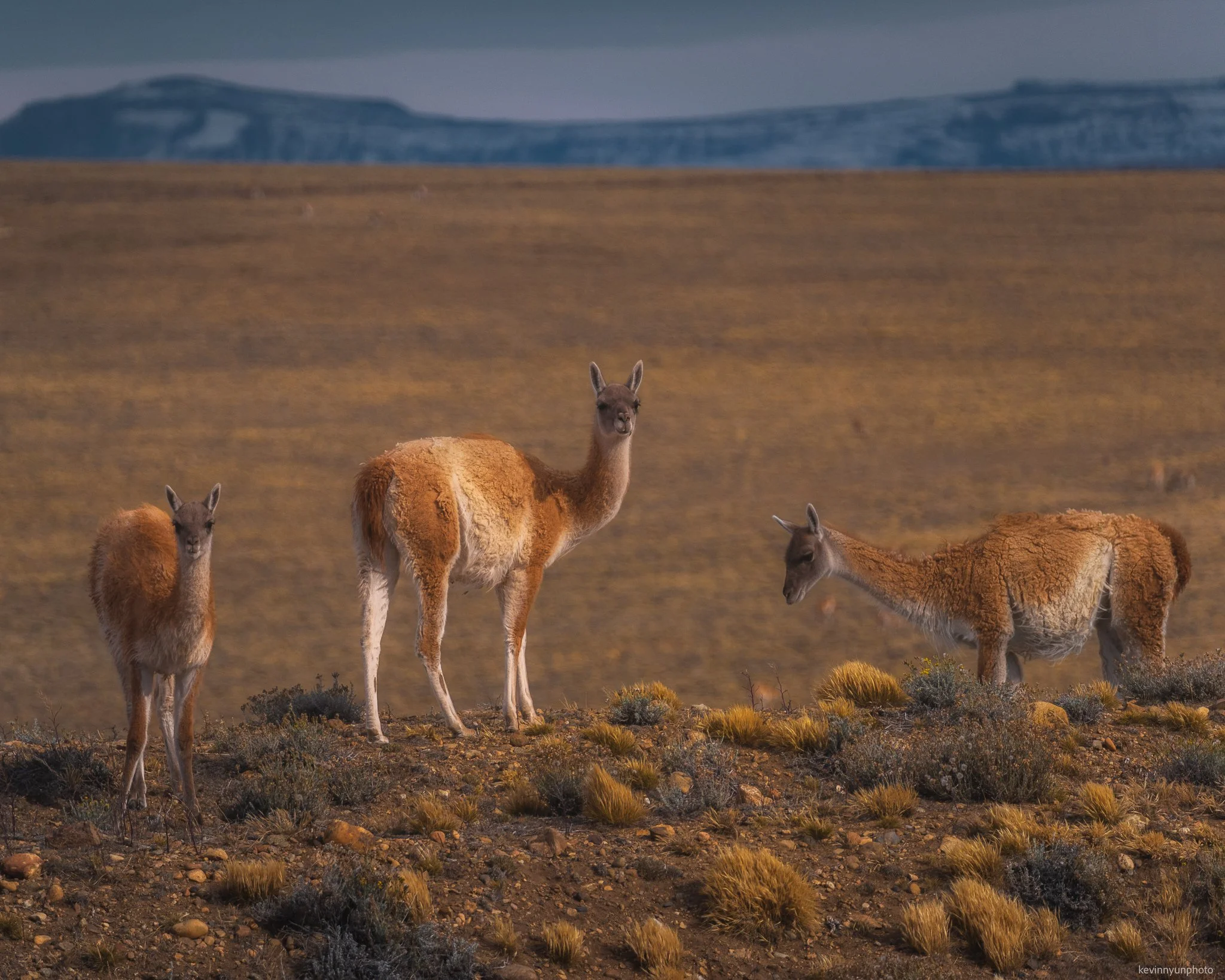 Patagonia Guanacos-3.jpg