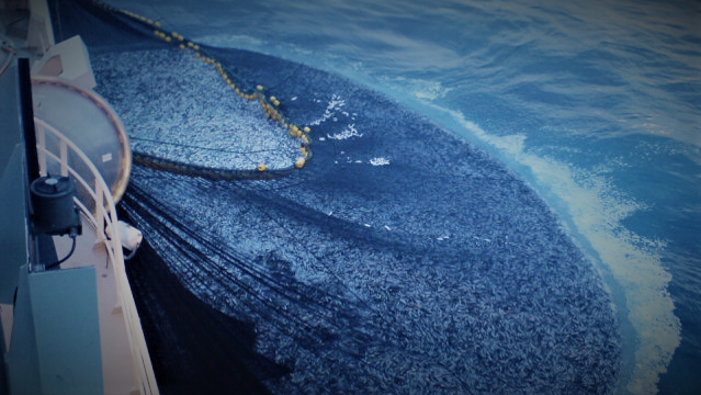 Pride in Every Purse Seine! 🌊