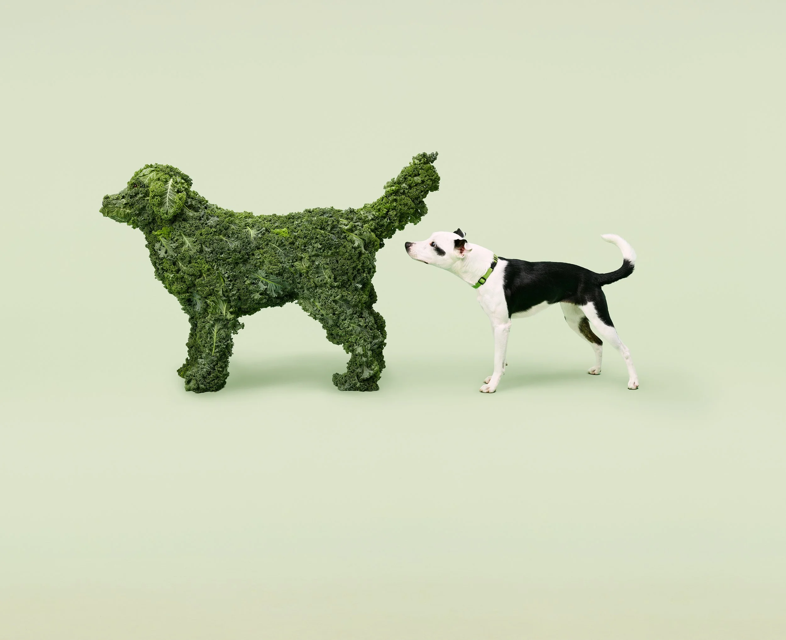 MCH_0026_KALELIMP_ButtsnifferShot4_V10_sRGB copy.jpg