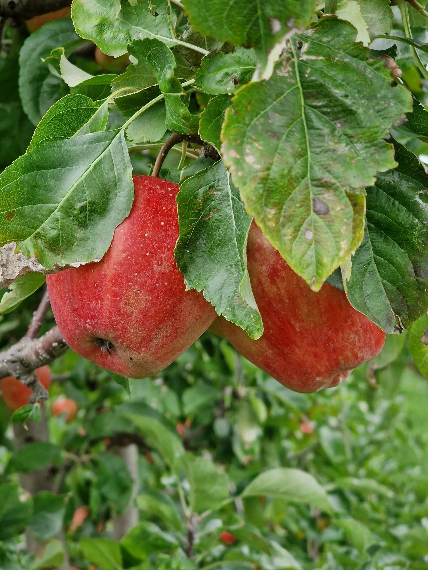Alimentation d’automne dans la région de Nyon et La Côte : aliments de saison (raisins, pommes, courges) pour réduire le stress et améliorer la concentration