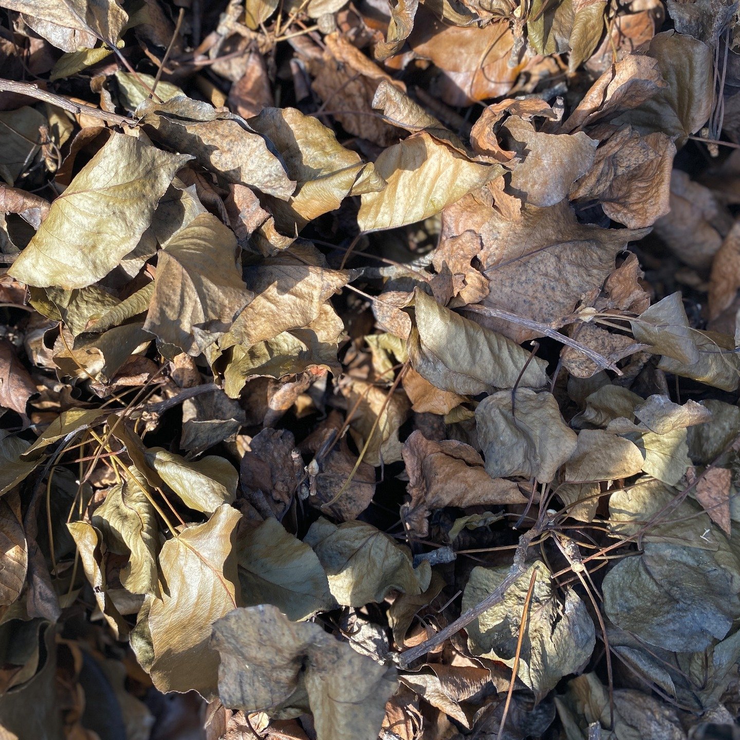 Autumnal tones... 

Nature makes it look so easy

#colour #earthytonesinterior #earthytones