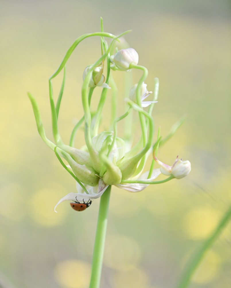 Ladybugs and Onion Blossoms