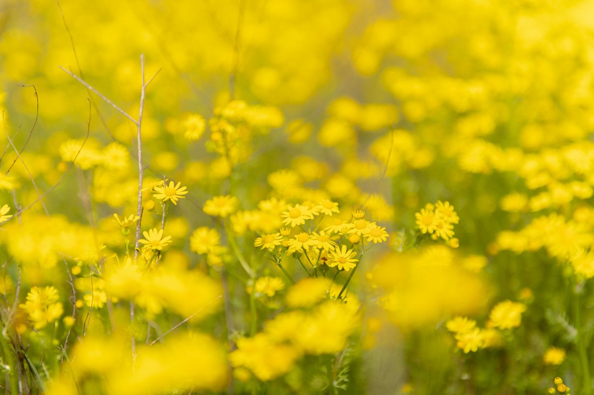 Fields of Gold