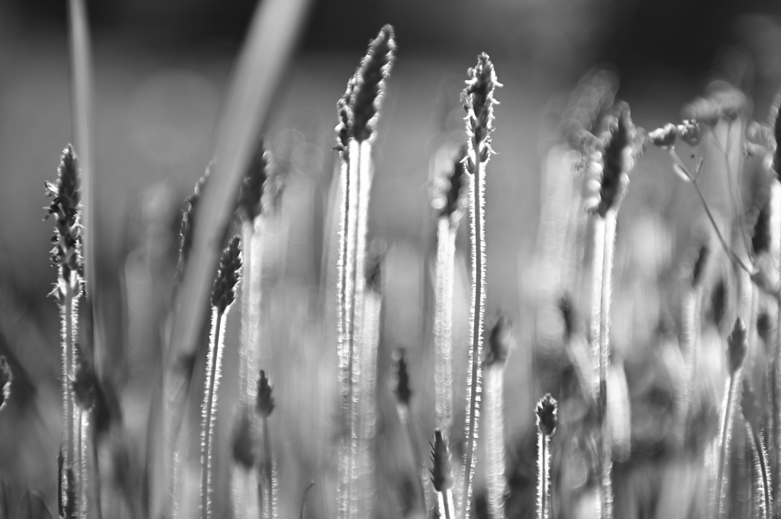 Black and White Nature Photography