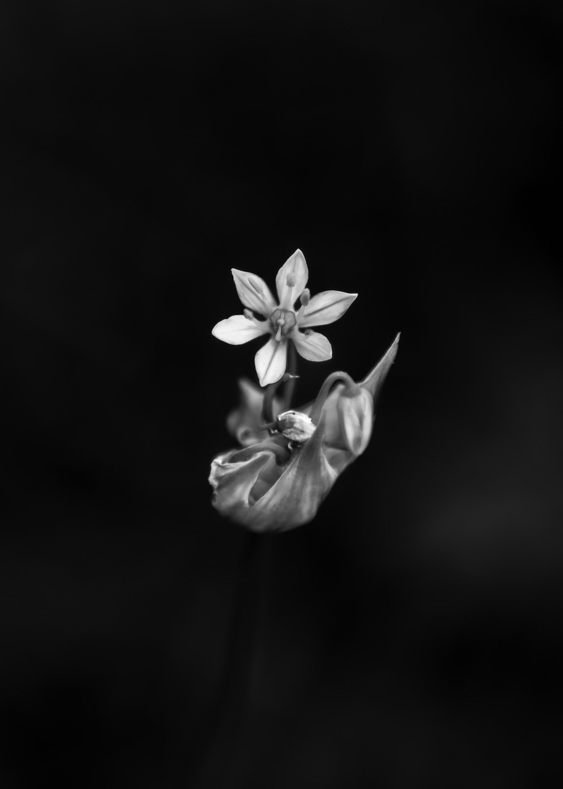 Onion Blossoms