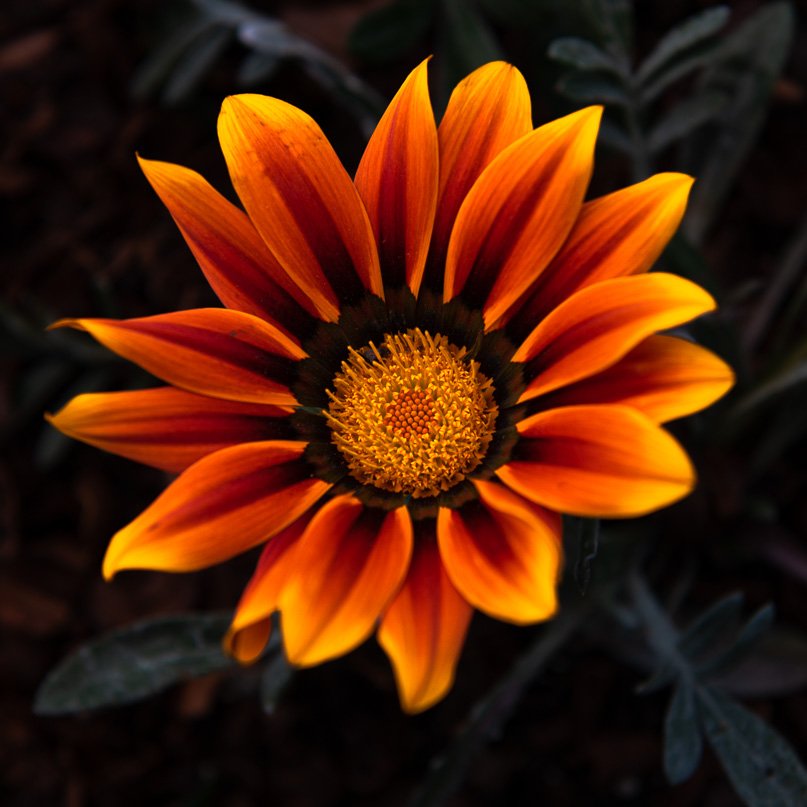 Dallas Arboretum with the D780