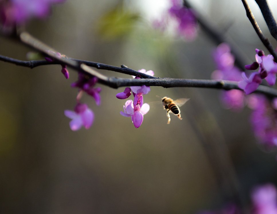 Bees At Work