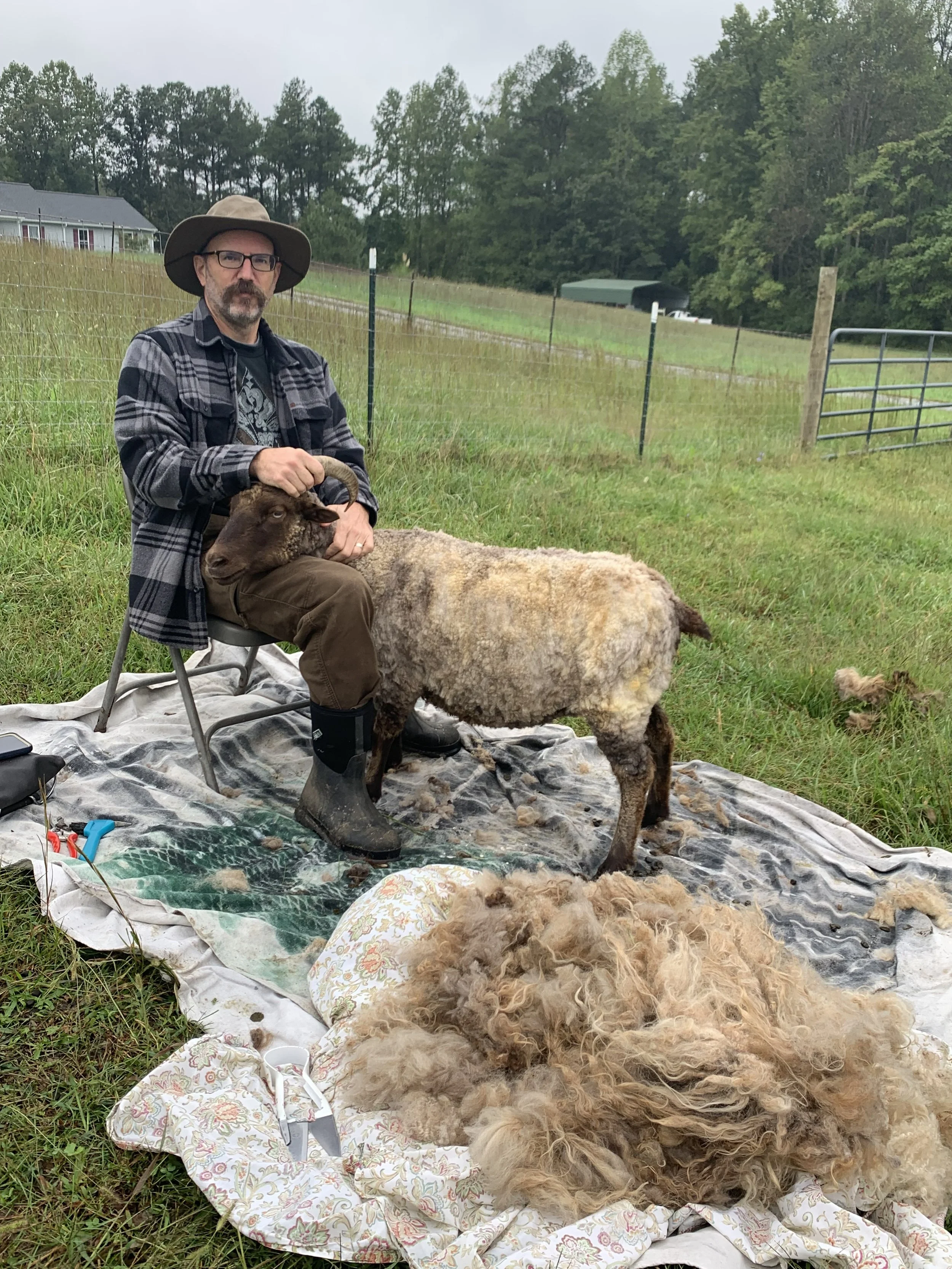 Shearing Days are here again