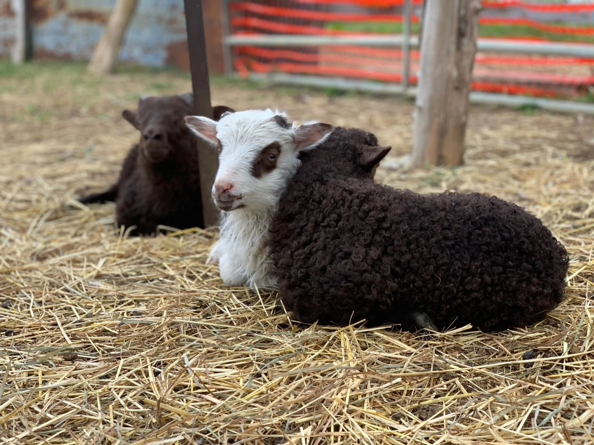 Lambs are the best