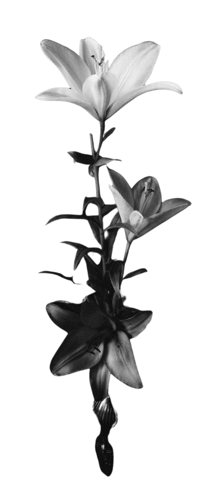 A black-and-white image of a tall flower with multiple blooms along a central stem, featuring large petals that are open, revealing stamens inside.